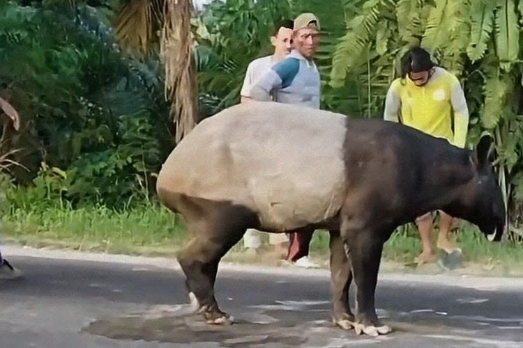 Tapir Viral di Lampung Disembelih Warga, Padahal Hampir Punah di Dunia