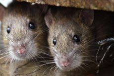Pada 2050, Tak Ada Lagi Tikus di Selandia Baru