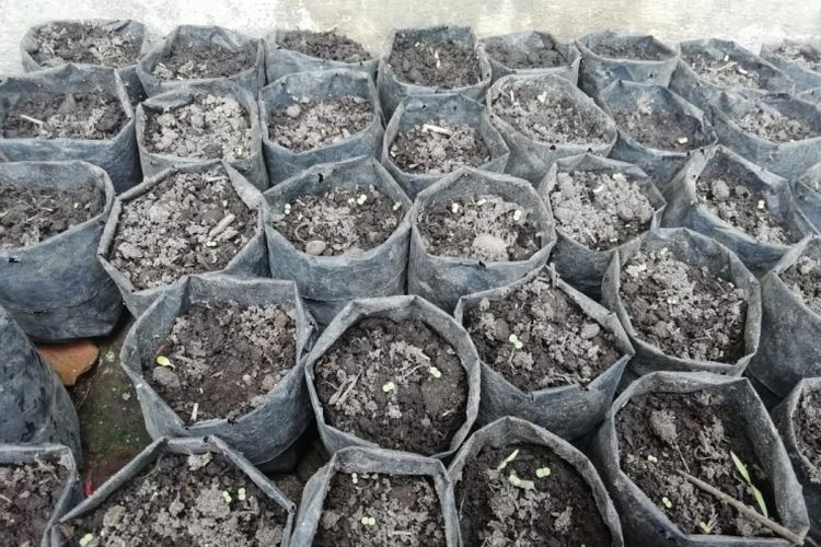 Polybag cabai untuk bibit rawit