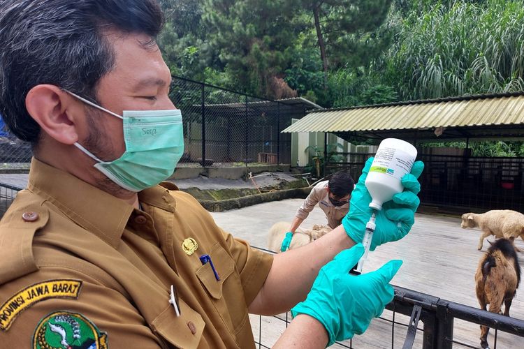 Dokter hewan tengah melakukan vaksinasi terhadap hewan ternak di Bandung Barat, Senin (27/6/2022).