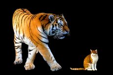 Mengapa Kucing dan Harimau Memiliki Hubungan Kekerabatan yang Dekat?