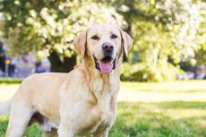 Seberapa Cerdas Anjing Labrador Retriever? Ini Penjelasannya