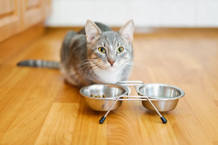 Ilustrasi kucing makan, makanan untuk menaikkan berat badan kucing
