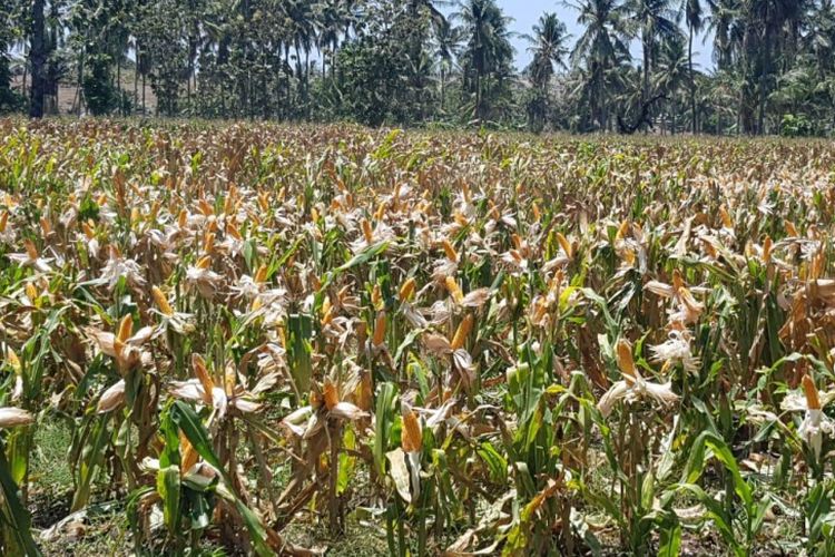 Lahan jagung di Kabupaten Talakar seluas 8.000 hektar ini memilik provitas rata-rata 7-8 ton per hektar, Talakar, Sulawesi Selatan, Sabtu (10/11)

