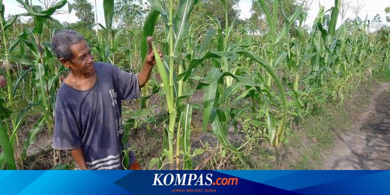 Dilarang Tanam Jagung Di Penjara