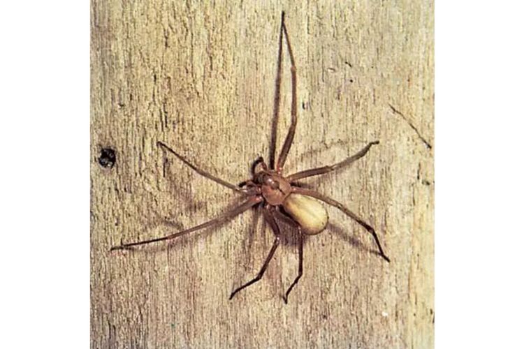 Brown Recluse Spider