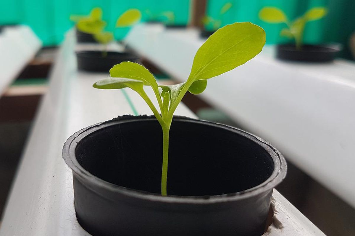 Menanam pakcoy hidroponik