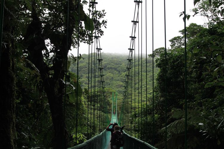 Jembatan gantung di Monteverde, Brasil