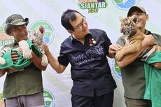 2 Anak Harimau Benggala Lahir di Taman Hewan Pematangsiantar