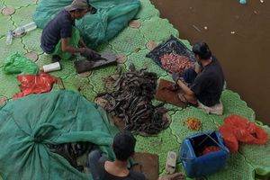 Perjalanan Ikan Sapu-sapu, dari Kali Ciliwung ke Gerobak Siomay