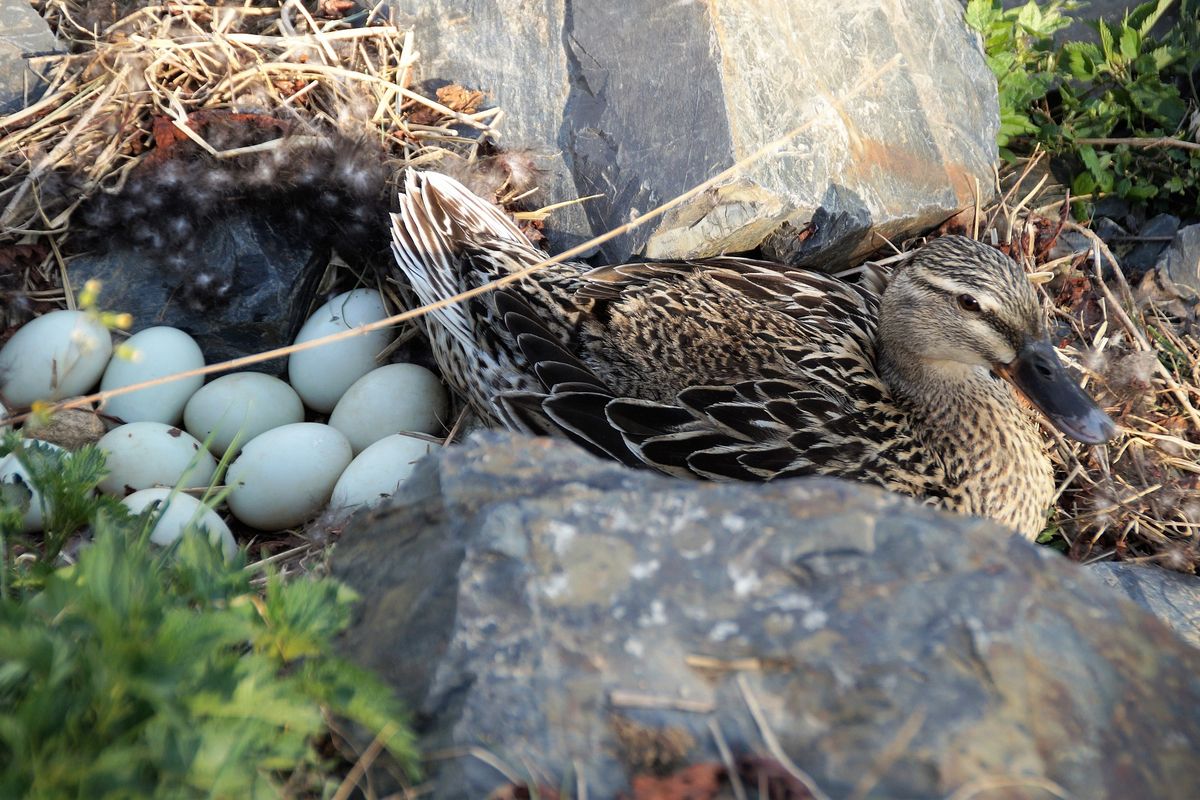 Ilustrasi bebek petelur, telur bebek. 