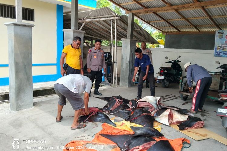 11 Pari Mobula Ditemukan Mati dan Terpotong-potong di Jembrana, Diduga untuk Dijual