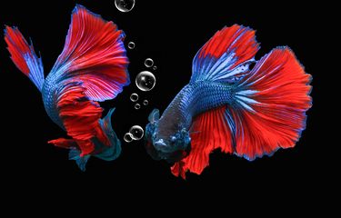 Ilustrasi ikan cupang.