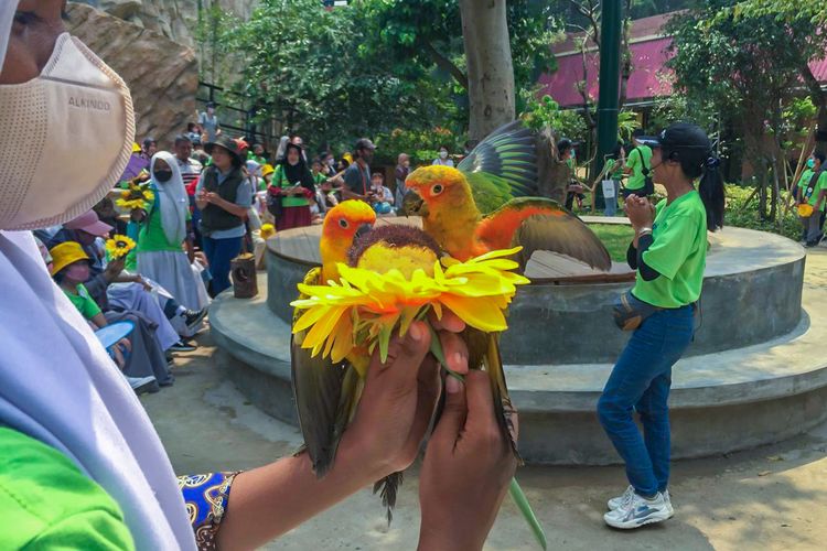 Pertunjukan burung saat pembukaan wahana baru Jakarta Bird Land di Taman Impian Jaya Ancol, Sabtu (5/11/2022)