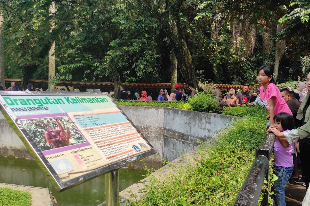 Ekspresi seorang bocah saat melihat orang utan kalimantan di Taman Margasatwa Ragunan, Jakarta Selatan, Kamis (27/4/2023) 