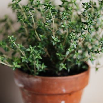 Ilustrasi thyme, tanaman herbal yang dapat ditanam di dalam ruangan.