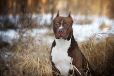 Karakter Anjing American Pit Bull Terrier