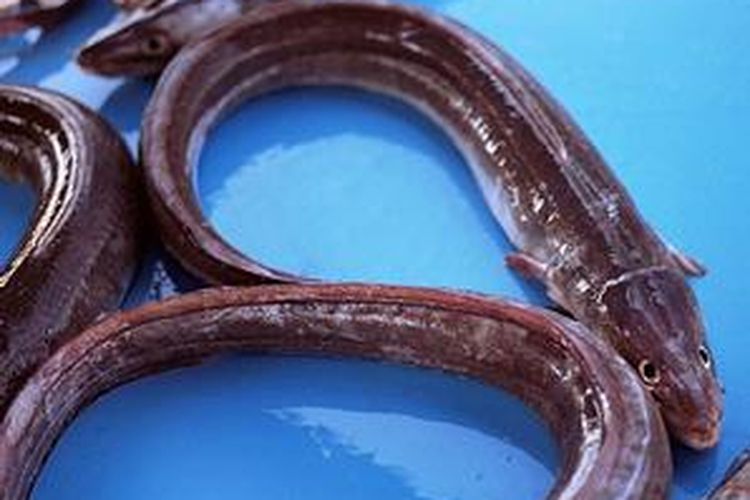 Moa Enggano Diminati Peracik Obat Tradisional China