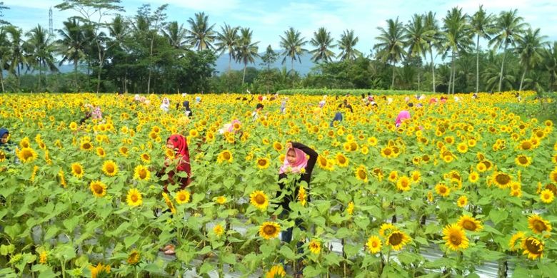 Taman Dewari di Dusun Kradenan Kalikuning, Desa Baturono, Kecamatan Salam, Kabupaten Magelang, Jawa Tengah, Jumat (16/2/2018).