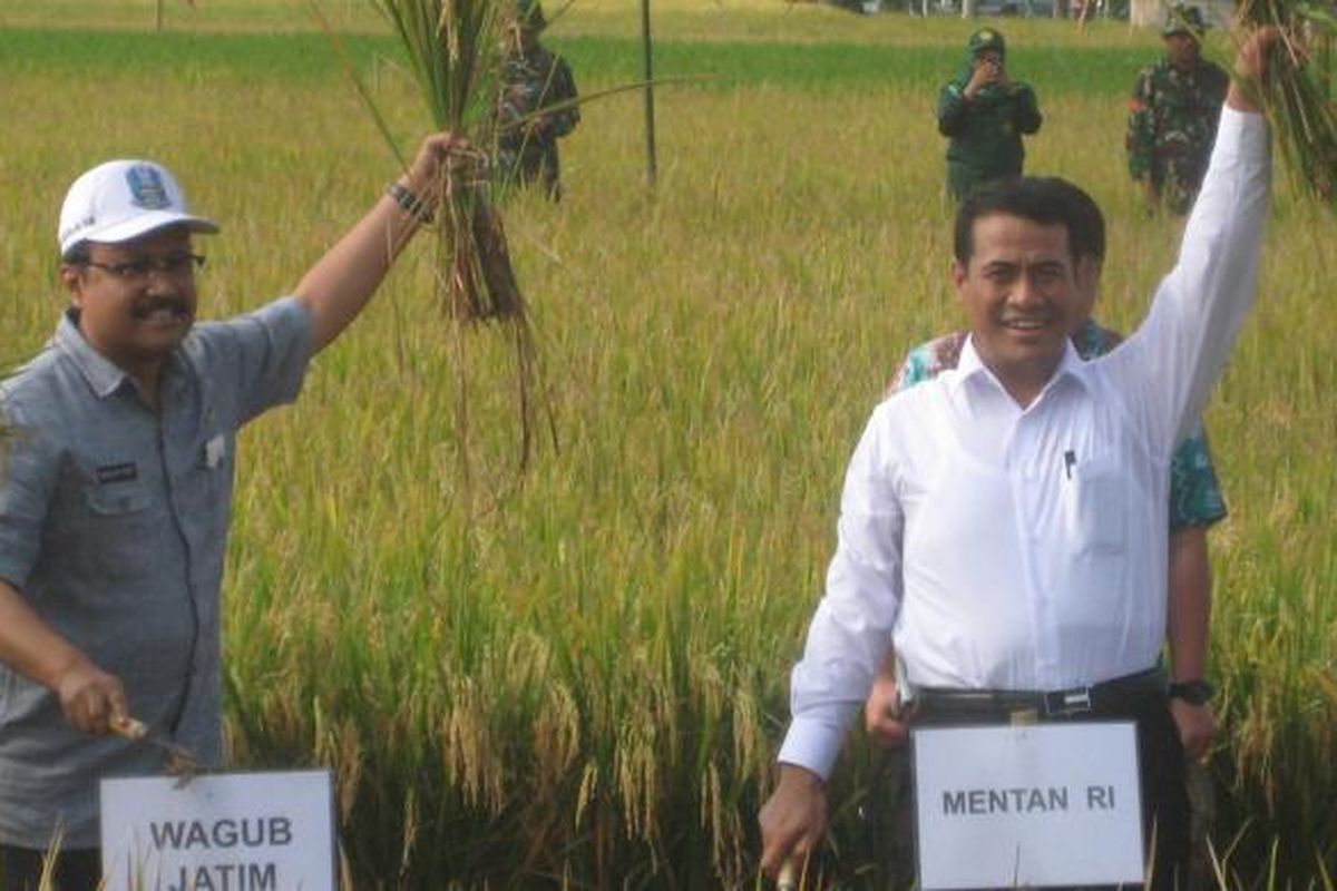 Menteri Pertanian Andi Amran Sulaiman (kanan) dan Wakil Gubernur Jawa Timur Saifullah Yusuf (kiri) memanen padi di Desa Senggreng, Desa Senggreng, Kecamatan Poncokusumo, Kabupaten Malang, Jawa Timur pada Selasa (2/2/2016). Secara nasional, panen padi pada Februari 2016, kata Menteri Amran bisa menghasilkan hingga 5 juta ton gabah. 