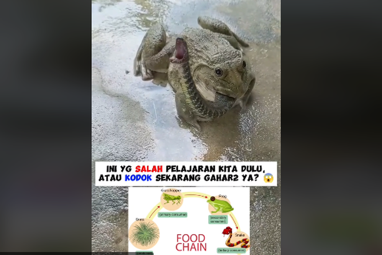 Tangkapan layar unggahan video yang merekam katak makan ular