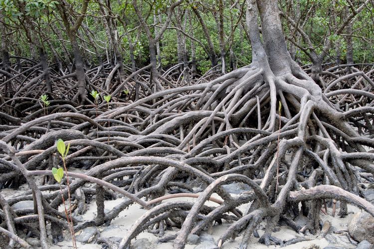 Hutan mangrove
