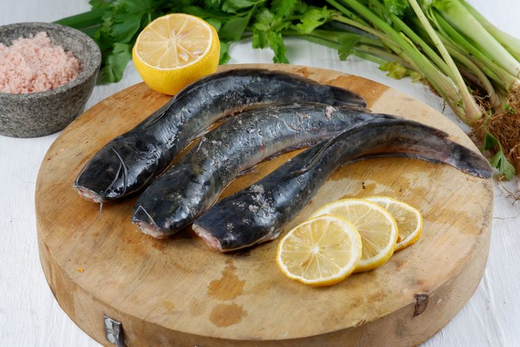 Ilustrasi ikan lele. Ikan ini mengandung asam lemak omega 3 yang membantu menyehatkan serta mencegah penyakit jantung.