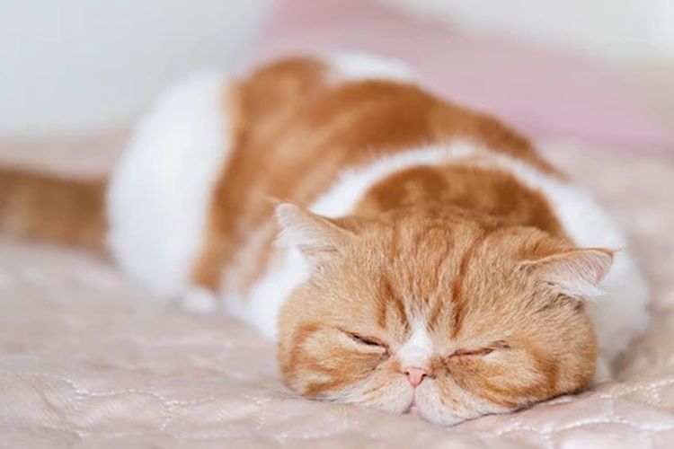 ilustrasi kucing tidur karena sedang mengalami stres