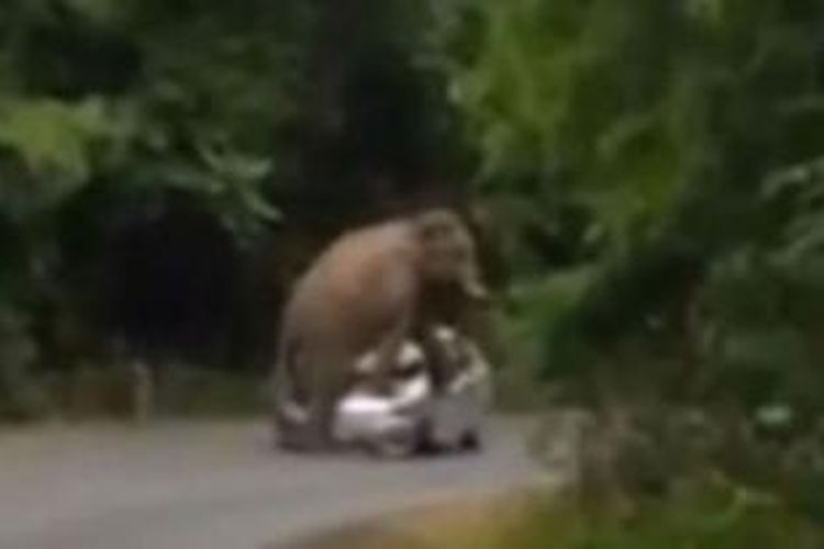 Seekor gajah yang sedang birahi terekam kamera video tengah merusak sebuah mobil yang melintas di sebuah taman nasional di Thailand.