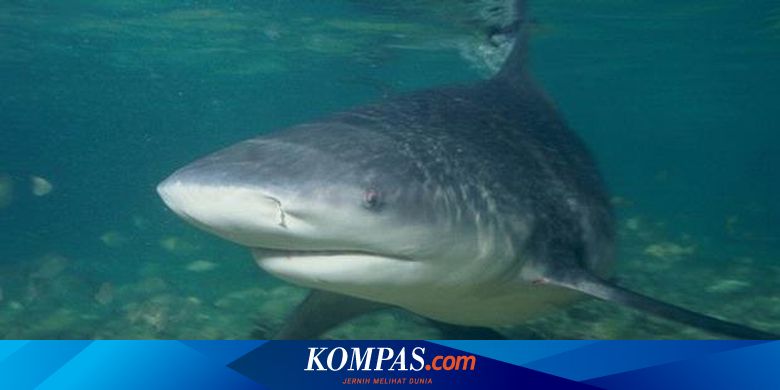 Inilah Hiu Dengan Gigitan Terkuat