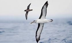 Habitat Burung Laut Menyusut, Terpaksa Terbang Lebih Jauh untuk Berburu