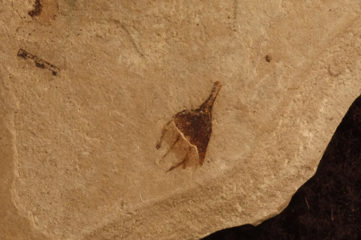Fosil cabai yang ditemukan di Amerika. Penemuan fosil cabai membuka wawasan baru evolusi tanaman pedas ini.
