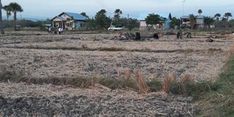 Ikut Program AUTP, Petani Jombang Ungkap Keuntungan yang Dirasakan
