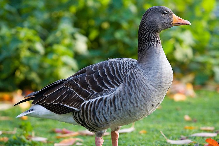 Angsa Greylag