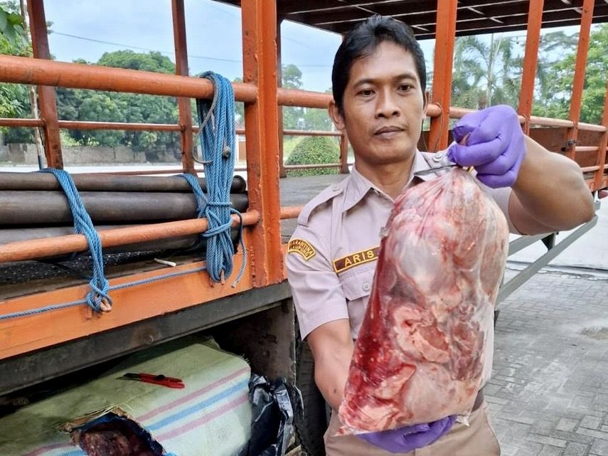390 Kg Daging Celeng Diselundupkan ke Bekasi, Disembunyikan Dalam Truk Pengangkut Besi