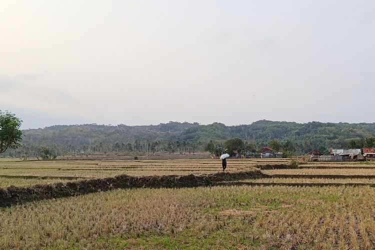 Kekeringan Melanda Garut, 147 Hektare Sawah Gagal Panen dan 900 Hektare Terancam Puso