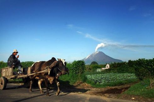 Hindari Kerugian, Kementan Minta Petani dan Peternak Manfaatkan Asuransi