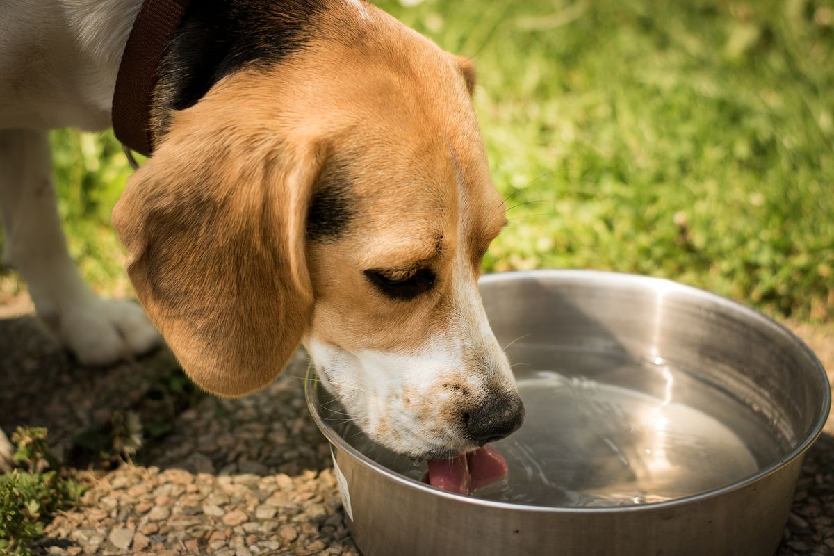 Ilustrasi anjing minum air.