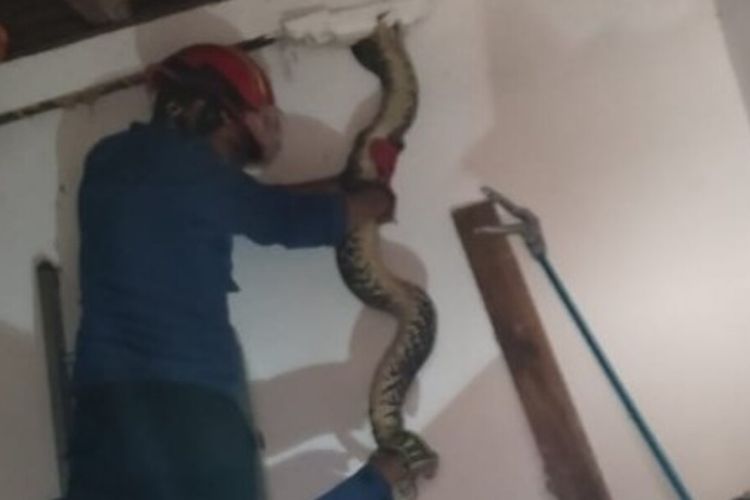 Petugas Damkarmat BPBD Bantul mengevakuasi ular sanca kembang dari plafon warga Tamantirto, Kasihan, Bantul. Selasa (18/3/2025)