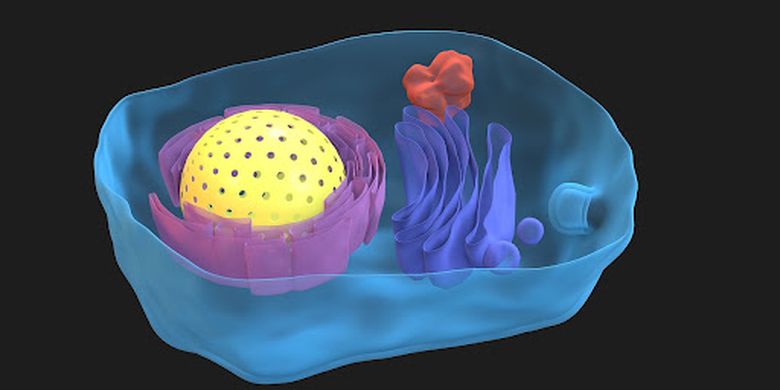 11 Plant Cell Structures and Their Functions for Plant Survival!