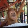 Mengenal Jamie dan Joy, Orangutan yang Hendak Dijual ke Luar Negeri