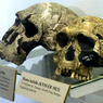 Homo Habilis, Manusia Tangkas dari Afrika