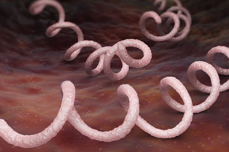 Ilustrasi bakteri Treponema pallidum, penyebab penyakit menular seksual, sifilis