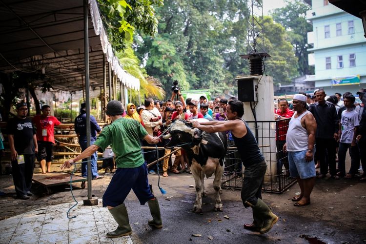 Pekerja menarik sapi untuk disembelih di Masjid Agung Sunda Kelapa, Jakarta Pusat, Jumat (1/9/2017). Tahun ini masjid Agung Sunda Kelapa menerima 10 ekor sapi dan 52 ekor kambing untuk dikurbankan.