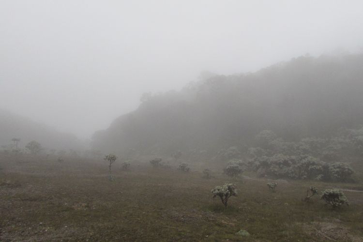Kabut tebal diselingi hujan menghiasi lembah Mandalawangi, Gunung Pangrango, Jawa Barat.