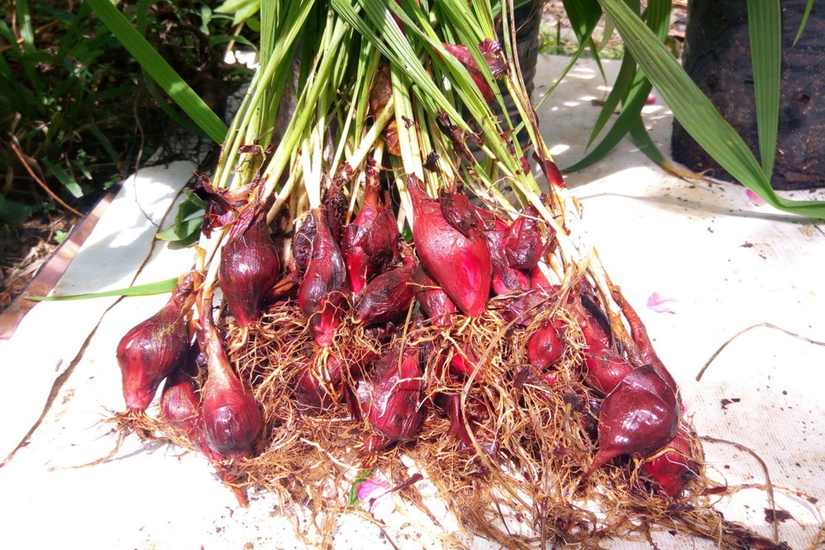 Ilustrasi bawang dayak