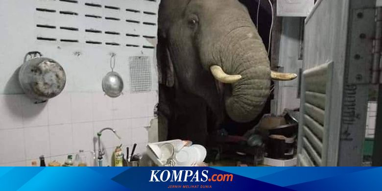 Warga Ini Mengaku Dapur Rumahnya Dijebol 2 Kali oleh Gajah yang Lapar - Vimarsana News