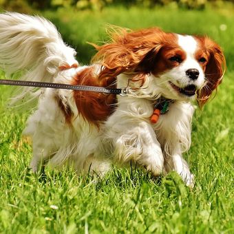 Ilustrasi anjing Cavalier king charles spaniel. 