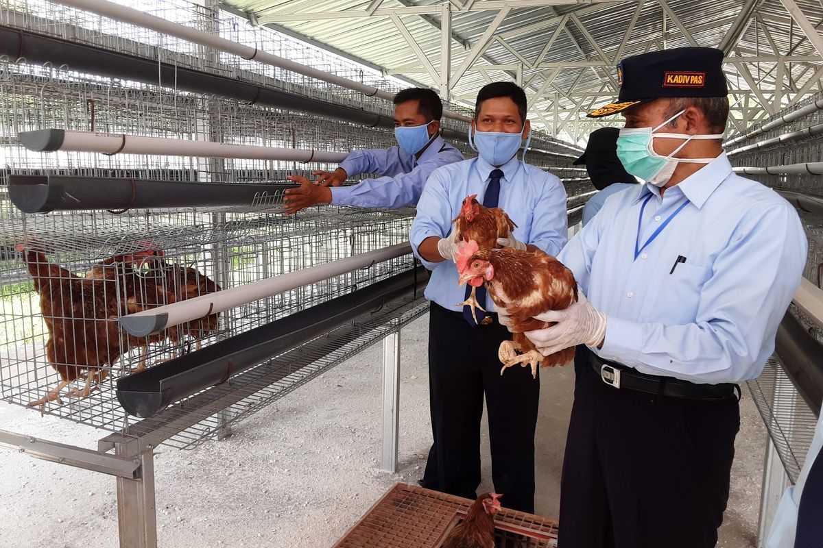 Kepala Divisi Pemasyarakatan Kantor  Wilayah Kementrian Hukum dan Ham Jawa Tengah,  Marasidin Siregar, saat memegang ayam petelur. KOMPAS.COM/SLAMET PRIYATIN