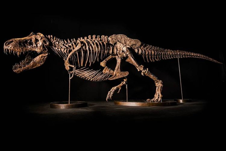 kerangka Tyrannosaurus rex atau T-rex bernama Shen yang seyogyanya dilelang oleh Christie's di Hong Kong pada akhir November 2022.